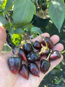 Chuparita Mix) (T-E) (Pepper Seeds)