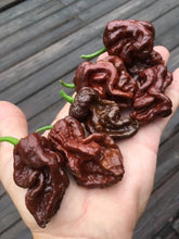 Load image into Gallery viewer, Guwa &quot;X&quot; Chocolate (Pepper Seeds)