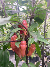 Load image into Gallery viewer, Pink Wendigo (T-E) (Pepper Seeds)