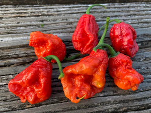 Primo "X" x B.O.C. (Pepper Seeds)