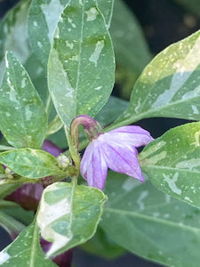 Anunnaki (Pepper Seeds)