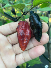 Load image into Gallery viewer, PJ Black Ice (Pepper seeds) (Limited)