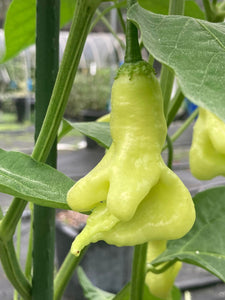 Soul Squeeze (Pepper Seeds)