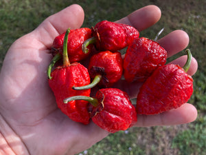 MedullaGum (Pepper Seeds)