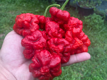 Load image into Gallery viewer, Scotch Bonnet (Red Foodorama) (Pepper Seeds)