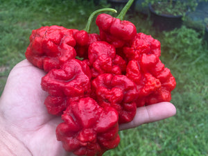 Scotch Bonnet (Red Foodorama) (Pepper Seeds)