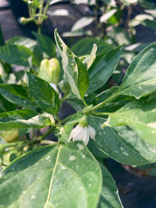 Puriraheim (T-E) (Pepper Seeds)