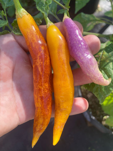 Challuaruro Yellow (Pepper Seeds)