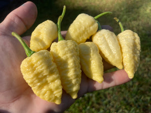 Falkor (T-E)(Pepper Seeds)