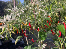 Load image into Gallery viewer, Intergalactic Red (T-E) (Pepper Seeds)