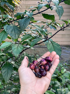 PurpleGum Black Cream (Pepper Seeds)