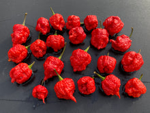 Load image into Gallery viewer, 7 Pot Brainstrain Red (Pepper Seeds)