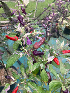 Pickles Blood (Grifter) (Pepper Seeds)