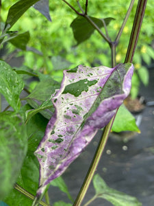 Bryan’s Vulcan Blood (Pepper Seeds)