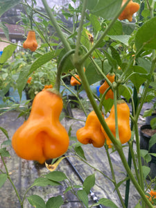 Soul Squeeze (Pepper Seeds)