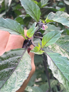 PurpleGum Black Cream (Pepper Seeds)