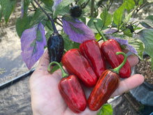 Load image into Gallery viewer, Bryan’s Blood (Darkside Mix) (Pepper Seeds)