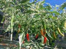 Load image into Gallery viewer, Tiger Thunder (Pepper Seeds)