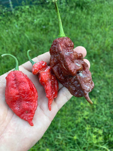 Red GhostScorpion T-E (Limited)(Pepper Seeds)