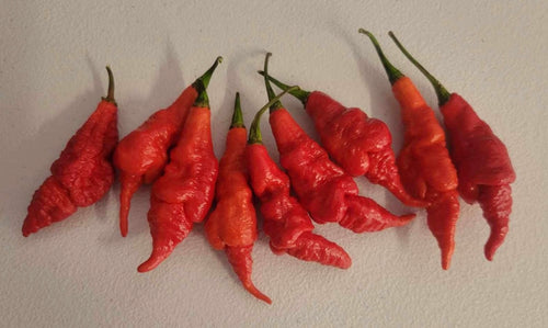S.R.T.S.L. Scorpion (Pepper Seeds)