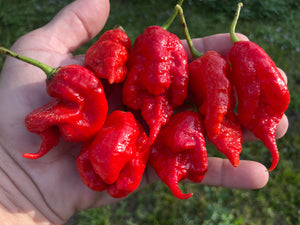 Primotalii Red (Pepper Seeds)