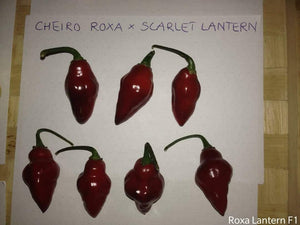 Roxa Lantern (T-E Mix)(Pepper Seeds)