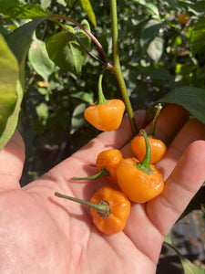 Chuparita Mix) (T-E) (Pepper Seeds)