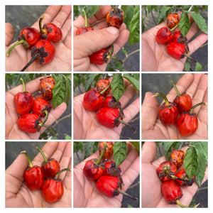 Purplegum Red (Pepper Seeds)