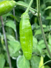 Load image into Gallery viewer, Aji Little Finger (Pepper Seeds)
