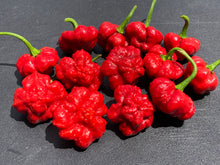 Load image into Gallery viewer, Scotch Bonnet (Red Foodorama) (Pepper Seeds)