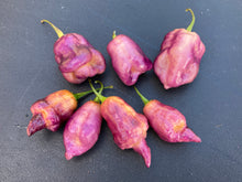 Load image into Gallery viewer, Taj Mahal Pink/Peach (Pepper Seeds)