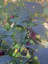 Load image into Gallery viewer, Maroon Voltron (T-E)(Pepper Seeds)