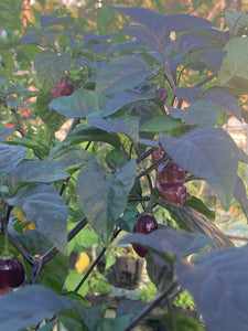 Maroon Voltron (T-E)(Pepper Seeds)