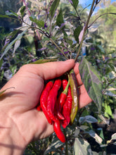 Load image into Gallery viewer, Corvinas (T-E) (Pepper Seeds)