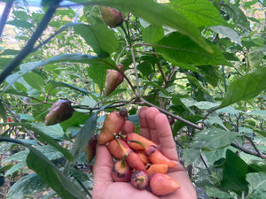 BBG Pink Horizon (Pepper Seeds)