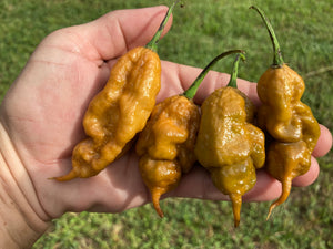 ButterScotch GhostScorpion T-E (Pepper Seeds)