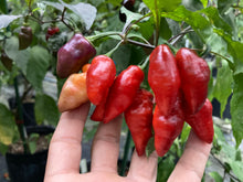 Load image into Gallery viewer, Red Wendigo (T-E) (Pepper Seeds)