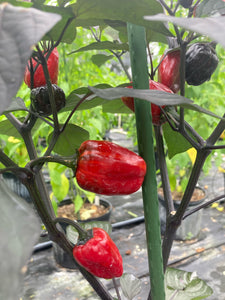 Bryan’s Emperor Blood (Pepper Seeds)