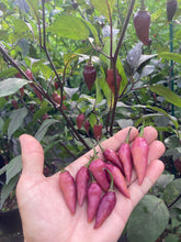 Load image into Gallery viewer, Pink Chupacabra (T-E) (Pepper Seeds)