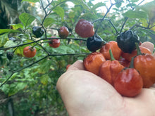 Load image into Gallery viewer, Purplegum Orange Blushed (Pepper Seeds)