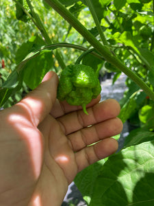 Fujiwhara (Pepper Seeds)