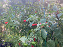Load image into Gallery viewer, Pi 49793 Sao Paulo (Pepper Seeds)