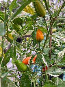 Orange Fish (Pepper Seeds)