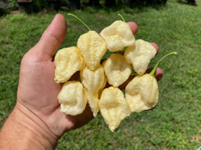 Load image into Gallery viewer, KrémNine (T-E)(Pepper Seeds)