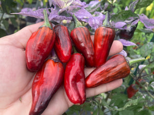 Bryan’s Klingon Blood (Pepper Seeds)