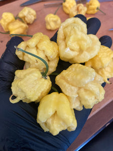 “Creamo” BOC X Primo (Cream) Pepper Seeds