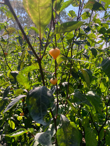 Chuparita (Mix)(T-E) (Pepper Seeds)