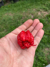 Load image into Gallery viewer, 7 Pot Primo Red (Pepper Seeds)
