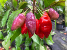 Load image into Gallery viewer, Red Wendigo (T-E) (Pepper Seeds)