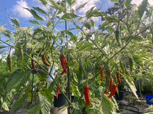 Load image into Gallery viewer, Tiger Thunder (Pepper Seeds)